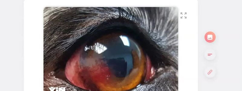 Enlarged clinical photograph of a canine eye on the first card of the IVALA Learn canine ophthalmology flashcard deck
