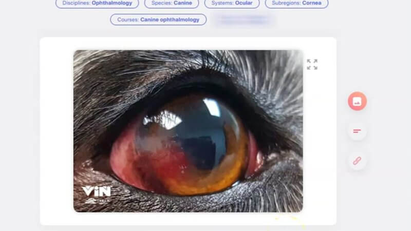 Enlarged clinical photograph of a canine eye on the first card of the IVALA Learn canine ophthalmology flashcard deck