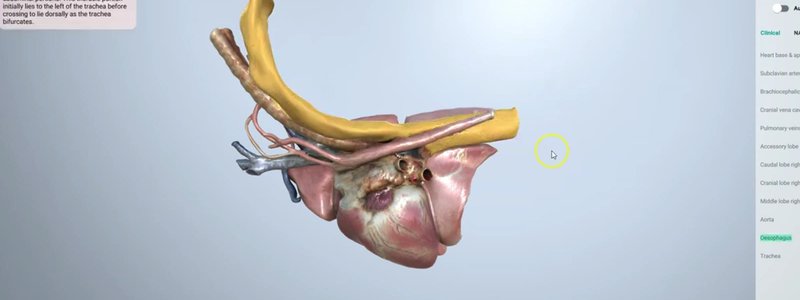 Canine right hemithorax in the IVALA Learn 3D viewer with the oesophagus highlighted in orange alongside the trachea, aorta and heart