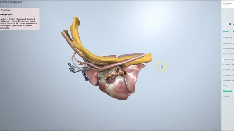 Canine right hemithorax in the IVALA Learn 3D viewer with the oesophagus highlighted in orange alongside the trachea, aorta and heart