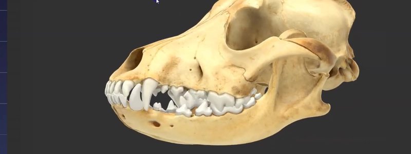 Scanned canine skull in lateral view in the IVALA Learn 3D viewer, used for exploring the bony landmarks