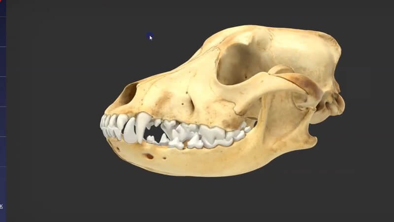 Scanned canine skull in lateral view in the IVALA Learn 3D viewer, used for exploring the bony landmarks