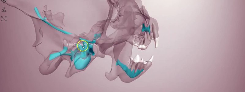 Transparent canine skull in the IVALA Learn 3D viewer with the canals running through the bone highlighted in blue