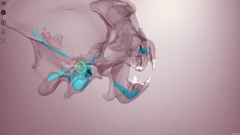 Transparent canine skull in the IVALA Learn 3D viewer with the canals running through the bone highlighted in blue