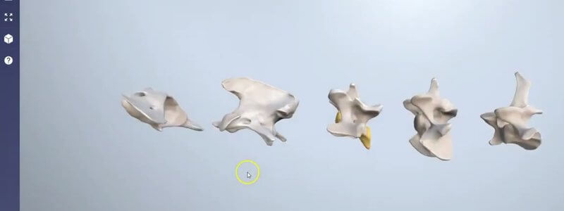 Individual canine vertebrae lined up in the IVALA Learn 3D viewer, with a landmark region highlighted