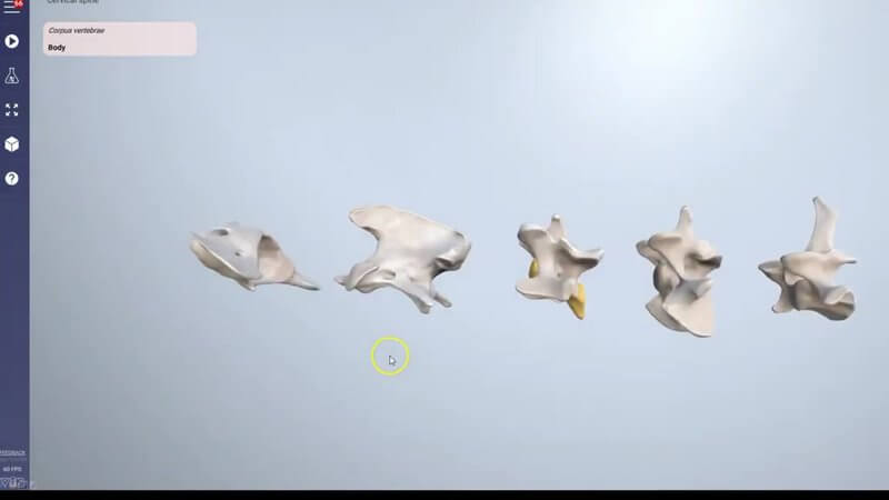Individual canine vertebrae lined up in the IVALA Learn 3D viewer, with a landmark region highlighted
