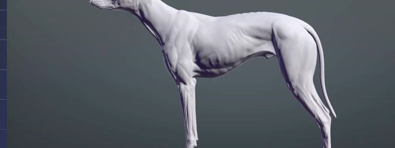 Lateral view of a canine surface model in the IVALA Learn 3D viewer for selecting the surface regions of the dog