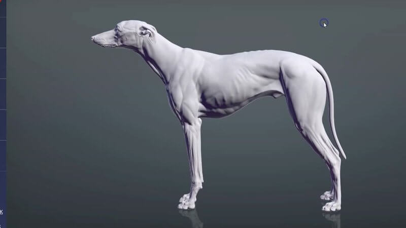 Lateral view of a canine surface model in the IVALA Learn 3D viewer for selecting the surface regions of the dog
