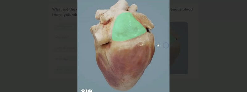 Enlarged image of a canine heart with one region highlighted in green, from a multiple choice question in the IVALA Learn canine thoracic anatomy course