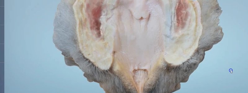 Dorsal view of the opened canine vestibule and vulva in the IVALA Learn 3D viewer