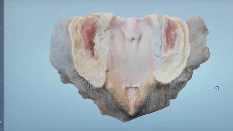 Dorsal view of the opened canine vestibule and vulva in the IVALA Learn 3D viewer