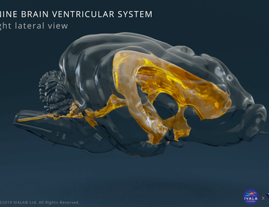Canine skull from the side