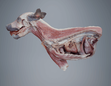 Canine skull from the side