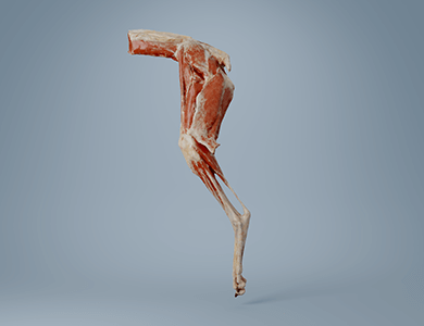 Canine hindlimb anatomy