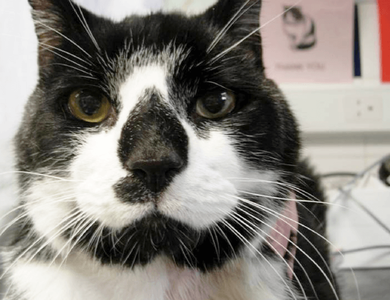 Endocrinology - Growth Hormone Disorders