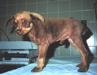 Endocrinology - Hypothyroidism