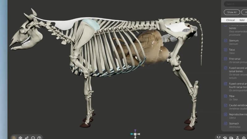 Bovine skeleton in lateral view in the IVALA Learn 3D viewer, with the stomachs in place inside the rib cage