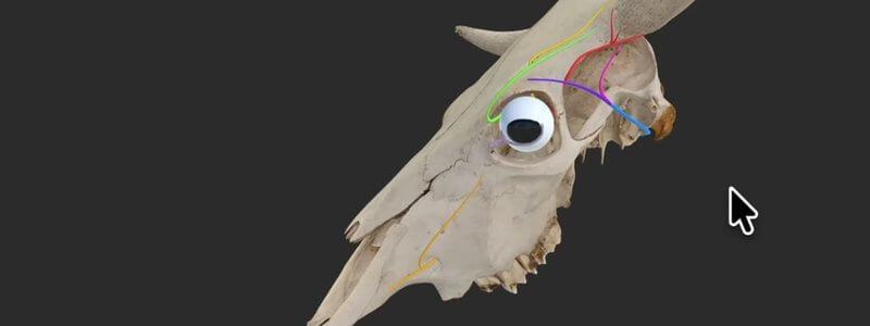 3D cow skull in left lateral view in the IVALA Learn viewer, with the cornual, auriculopalpebral and other key nerves highlighted around the eye and horn