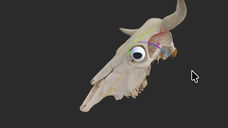 3D cow skull in left lateral view in the IVALA Learn viewer, with the cornual, auriculopalpebral and other key nerves highlighted around the eye and horn