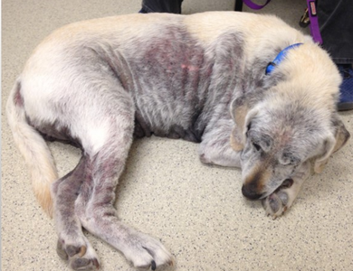 Small Animal Dermatology cases