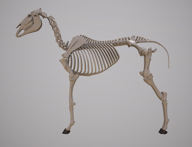 Equine forelimb anatomy