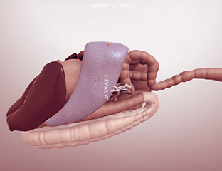 Canine skull from the side