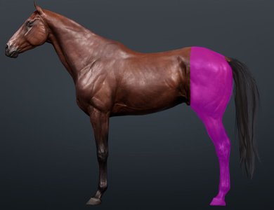 Equine hindlimb anatomy