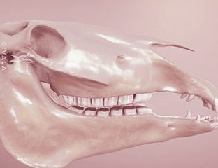 Canine skull from the side