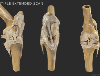 Canine skull from the side