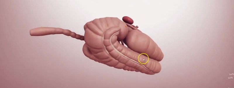 Equine gastrointestinal tract in the IVALA Learn 3D viewer, showing the large colon, caecum and small intestine