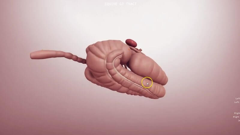Equine gastrointestinal tract in the IVALA Learn 3D viewer, showing the large colon, caecum and small intestine