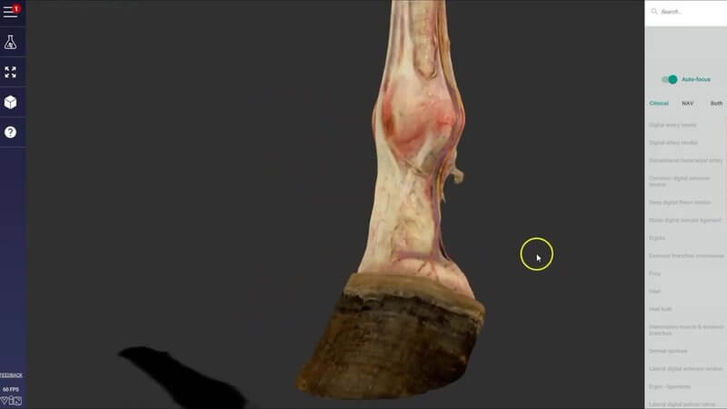 Scan of a dissected equine distal forelimb in the IVALA Learn 3D viewer, showing the nerves and vessels above the hoof
