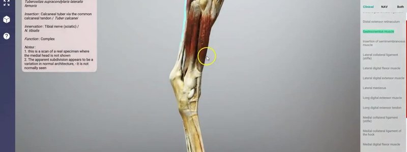 Scanned muscles of the equine distal hindlimb in the IVALA Learn 3D viewer, with one muscle selected and its information panel open