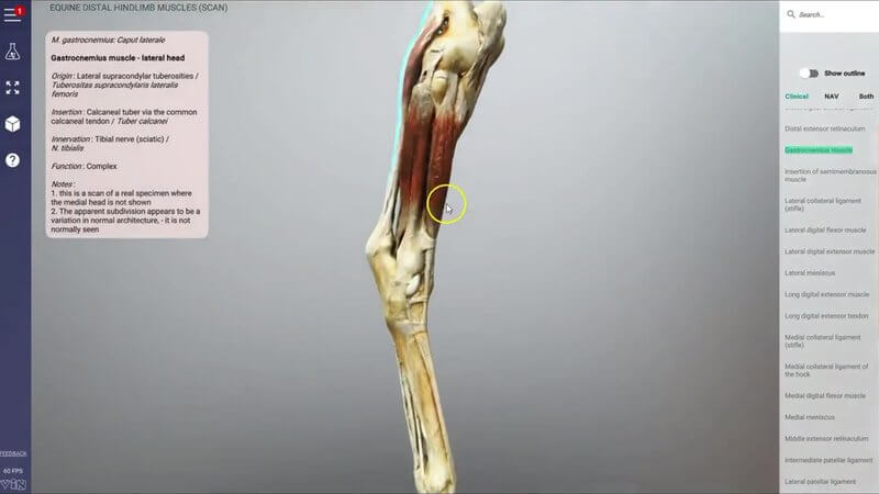 Scanned muscles of the equine distal hindlimb in the IVALA Learn 3D viewer, with one muscle selected and its information panel open