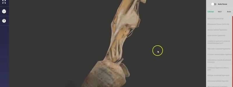 Scan of a dissected equine distal limb in the IVALA Learn 3D viewer, showing the deep ligaments of the fetlock and pastern