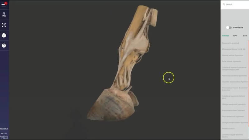 Scan of a dissected equine distal limb in the IVALA Learn 3D viewer, showing the deep ligaments of the fetlock and pastern
