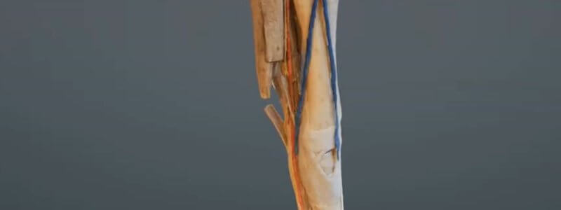 Scan of a dissected equine forelimb from the elbow down in the IVALA Learn 3D viewer, with the colourised veins, arteries and nerves