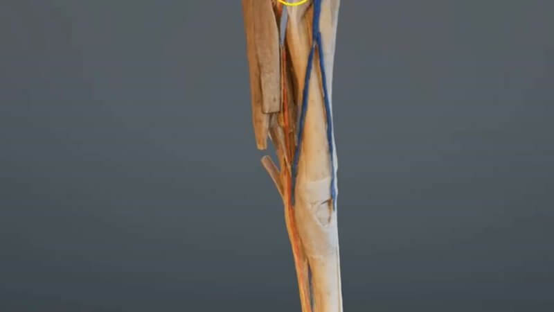Scan of a dissected equine forelimb from the elbow down in the IVALA Learn 3D viewer, with the colourised veins, arteries and nerves