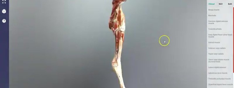 Scanned muscles of the equine forelimb in the IVALA Learn 3D viewer, from the shoulder down to the hoof