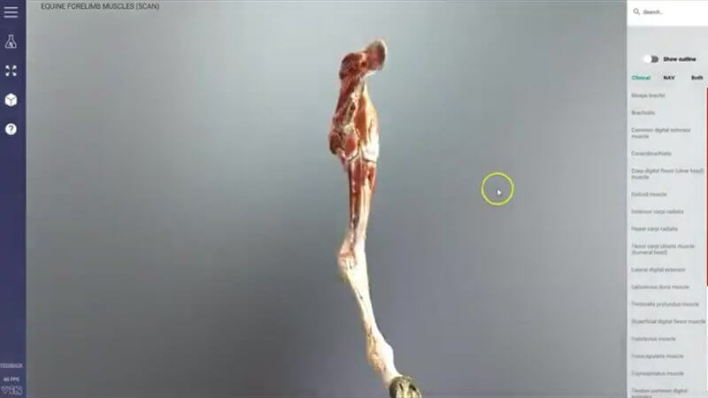 Scanned muscles of the equine forelimb in the IVALA Learn 3D viewer, from the shoulder down to the hoof
