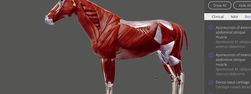 Full body musculature of the horse in lateral view in the IVALA Learn 3D viewer, with the structure list panel