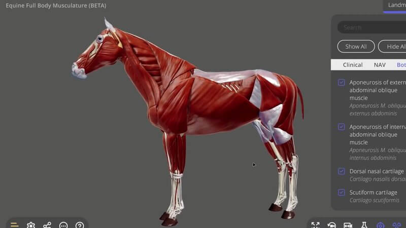 Full body musculature of the horse in lateral view in the IVALA Learn 3D viewer, with the structure list panel