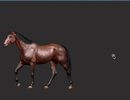 Animated 3D thoroughbred horse in the IVALA Learn equine gait animations, with the panel listing walk, pace, trot, left and right lead canters and gallop