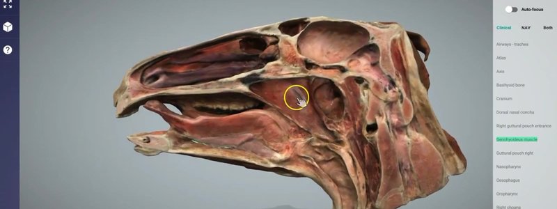 Median section of the equine head in the IVALA Learn 3D viewer, showing the nasal cavity, oral cavity and pharynx