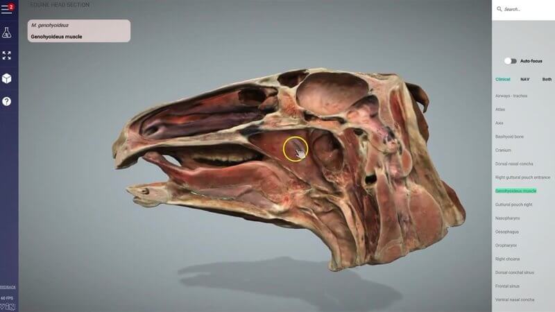 Median section of the equine head in the IVALA Learn 3D viewer, showing the nasal cavity, oral cavity and pharynx