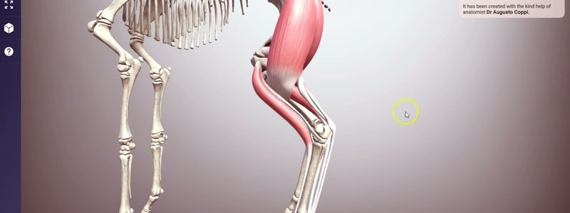 3D equine hindlimb stay apparatus walkthrough showing muscles, ligaments and stifle locking animation