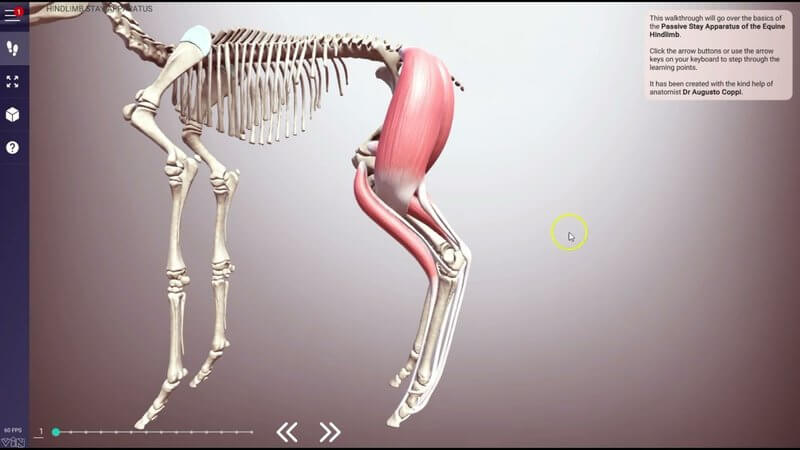 3D equine hindlimb stay apparatus walkthrough showing muscles, ligaments and stifle locking animation