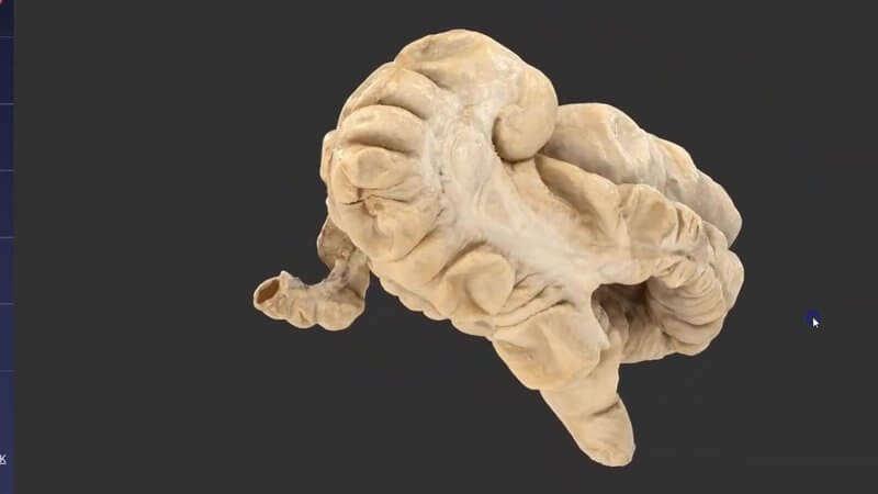 Scanned equine large intestine in the IVALA Learn 3D viewer, showing the caecum, the sacculated colon and the taenial bands