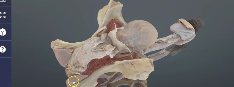 Close view of the scanned equine male reproductive tract in the IVALA Learn 3D viewer, with the accessory sex glands and surrounding muscles in view