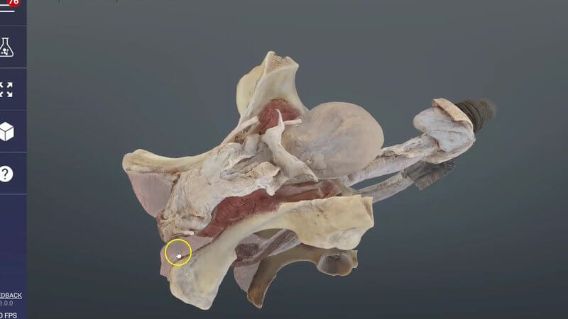 Close view of the scanned equine male reproductive tract in the IVALA Learn 3D viewer, with the accessory sex glands and surrounding muscles in view